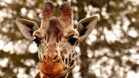 žirafa giraffe-3344366 1280